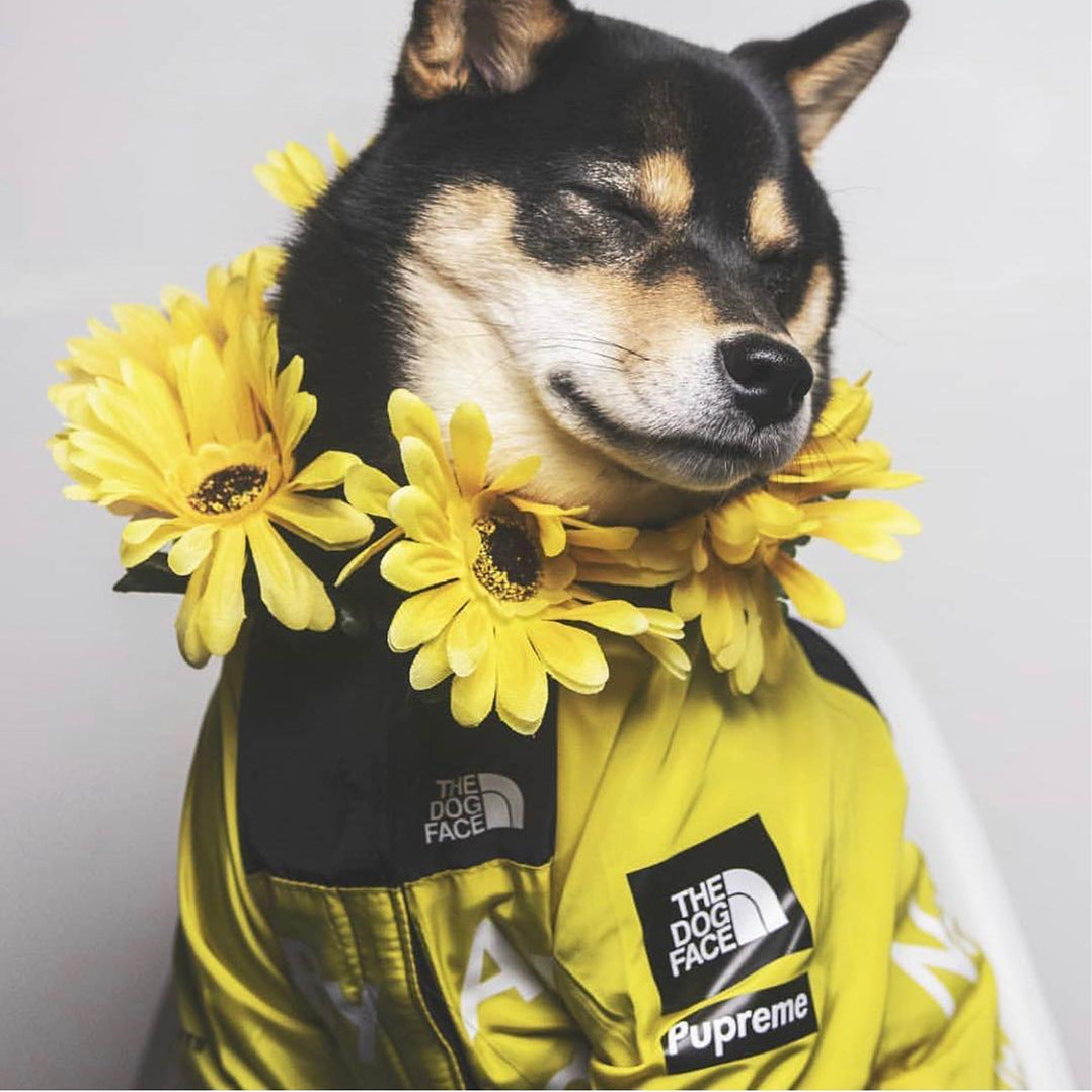 Dog Rain Jacket for Large Pets